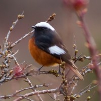 White-winged Redstart